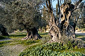 Creta - Giganteschi ulivi nei pressi del sito archeologico di Gortina.